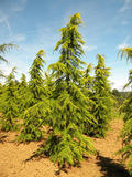 CEDRUS-DEODARA-AUREA-ISO