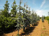 CEDRUS-LIBANI-GLAUCA-GR1