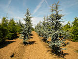 CEDRUS-LIBANI-GLAUCA-GR2