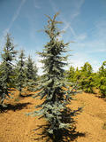 CEDRUS-LIBANI-GLAUCA-ISO