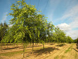 CELTIS-OCCIDENTALIS-GR