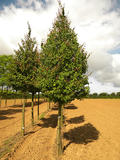 CERCIDIPHYLLUM-JAPONICUM-ISO