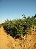 CORYLUS-AVELLANA-GR-cepees