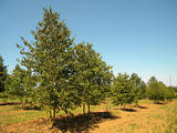 CORYLUS-COLURNA-GR2-cepees