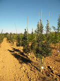 CRATAEGUS-LAVALLEEI-CARRIEREI-GR-cepees