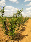 EUONYMUS-EUROPAEUS-GR-cepees