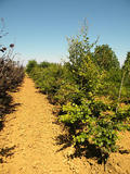 FAGUS-SYLVATICA-GR-cepees