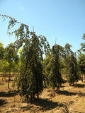 FAGUS-SYLVATICA-PENDULA-GR