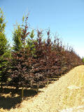 FAGUS-SYLVATICA-PURPUREA-GR