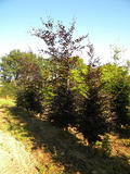 FAGUS-SYLVATICA-PURPUREA-GR-cepees