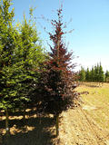 FAGUS-SYLVATICA-PURPUREA-ISO