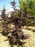 FAGUS-SYLVATICA-PURPUREA-ISO-cepees