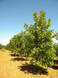 FRAXINUS-AMERICANA-GR-cepees