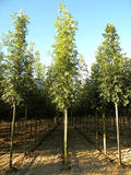 FRAXINUS-EXCELSIOR-ISO