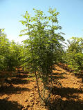 FRAXINUS-EXCELSIOR-ISO-cepees