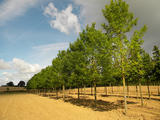 FRAXINUS-HOLOTRICHA-MORAINE-GR