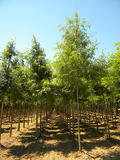 GLEDITSIA-TRIACANTHOS-SHADEMASTER-GR