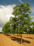 GLEDITSIA-TRIACANTHOS-SKYLINE-GR