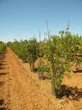 GLEDITSIA-TRIACANTHOS-SKYLINE-GR-cepees