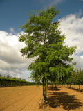 GLEDITSIA-TRIACANTHOS-SKYLINE-ISO