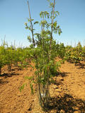 GLEDITSIA-TRIACANTHOS-SKYLINE-ISO-cepees