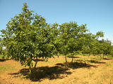 JUGLANS-REGIA-GR-cepees