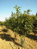 KOELREUTERIA-PANICULATA-GR-cepees