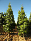 LIQUIDAMBAR-STYRACIFLUA-WORPLESDON-GR