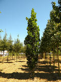 LIRIODENDRON-TULIPIFERA-FASTIGIATUM-ISO2