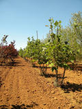 LIRIODENDRON-TULIPIFERA-GR-cepees