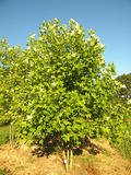 LIRIODENDRON-TULIPIFERA-ISO-cepees