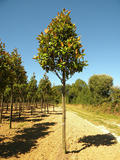 MAGNOLIA-GRANDIFLORA-ISO2