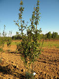 MALUS-SPECTABILIS-ISO-cepees