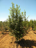 MALUS-SYLVESTRIS-ISO