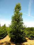 METASEQUOIA-GLYPTOSTROBOIDES-ISO