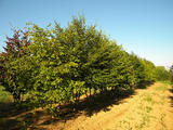 OSTRYA-CARPINIFOLIA-GR-cepees