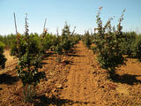 PARROTIA-PERSICA-GR-cepees