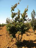 PARROTIA-PERSICA-ISO-cepees