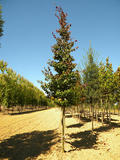 PARROTIA-PERSICA-VANESSA-ISO