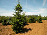 PICEA-ABIES-GR