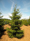 PICEA-ABIES-ISO