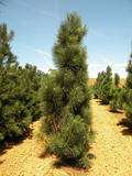 PINUS-NIGRA-FASTIGIATA-ISO