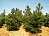 PINUS-NIGRA-GR1