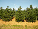 PINUS-NIGRA-GR2