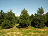 PINUS-NIGRA-GR