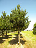 PINUS-NIGRA-ISO1