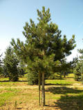 PINUS-NIGRA-ISO2