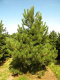 PINUS-NIGRA-ISO