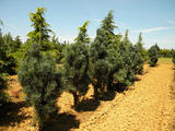 PINUS-SYLVESTRIS-FASTIGIATA-GR