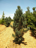 PINUS-SYLVESTRIS-FASTIGIATA-ISO2